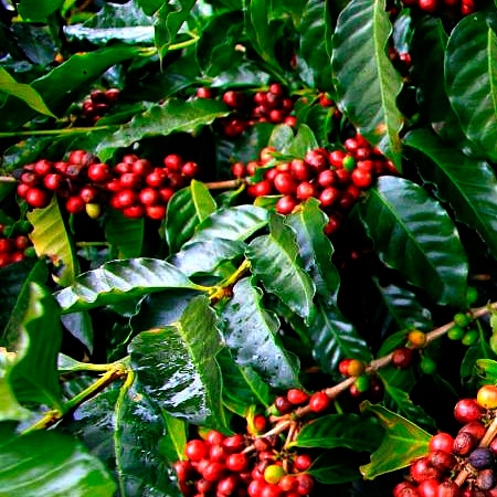 ¿Cómo es el árbol del Café? 